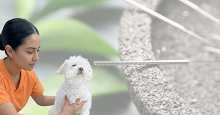 Acupresión y Acupuntura Canina: La Orquesta de la Salud para tu Perro