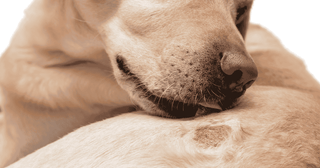 Perro con alergia en piel