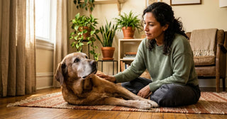 Perro senior urbano mirando con calma a su tutor en la sala de su casa, reflejando el concepto de Welldogness y conexión neuroendocrina libre de niebla mental.