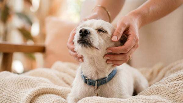Tutor aplicando digitopuntura en perro pequeño — taller de Medicina Tradicional China para mascotas