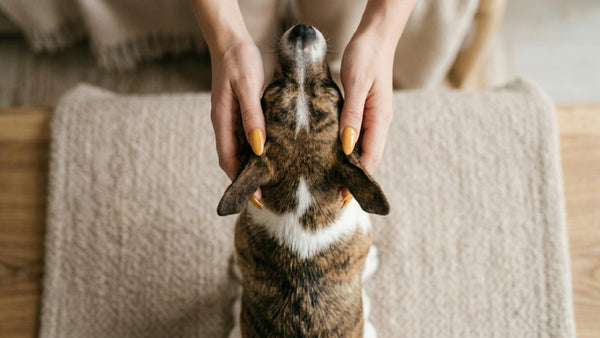 Digitopuntura en perro Dachshund — activación de puntos de acupuntura canina sin agujas