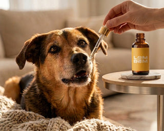 Flores de Bach personalizadas para perros. Método 5D LomBom