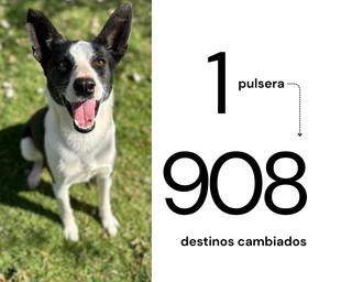 Pulsera Welldogness - Contribuye a Esterilización de Perros