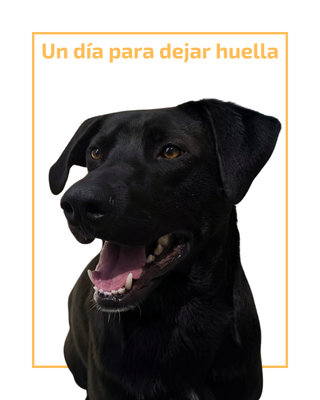 Un día para dejar huella: Voluntariado LomBom