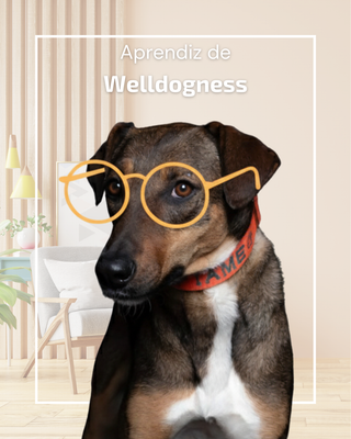 Aprendiz de Welldogness