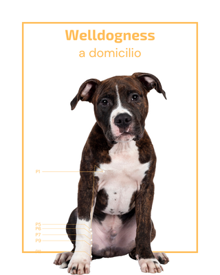 Welldogness a Domicilio